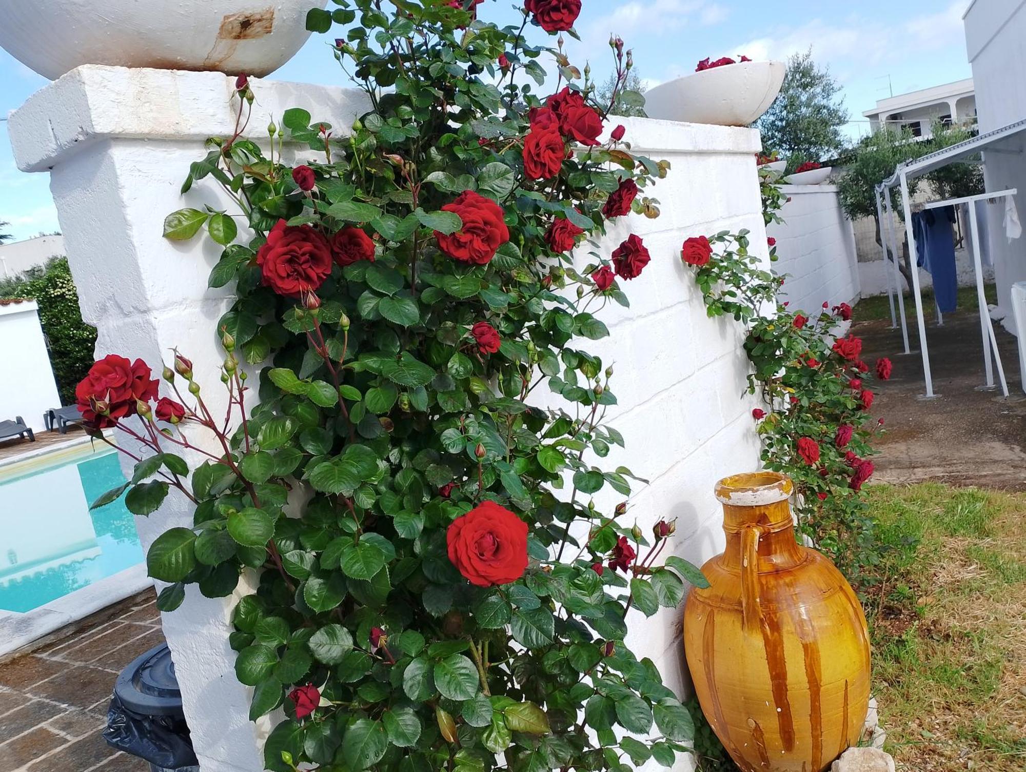 La Dimora Di Nonna Giuliana Hotel Ostuni Exterior photo